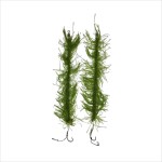 Set de 2 bucati riguri camuflate pentru pescuit, Regal Fish, fir textil vegetatie, 20 cm, carlig marime 6